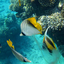 Wasserpark Aquarium von Cattolica